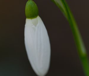Preview wallpaper snowdrop, flower, bud, petals, stem, macro