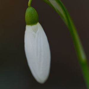 Preview wallpaper snowdrop, flower, bud, petals, stem, macro