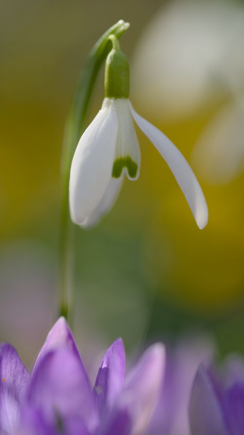 480x854 Wallpaper snowdrop, flower, petals, spring, macro