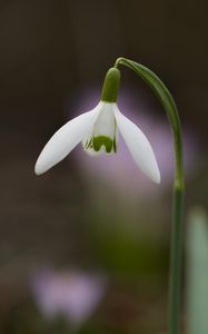 Preview wallpaper snowdrop, flower, petals, leaves, macro, spring