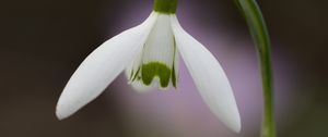 Preview wallpaper snowdrop, flower, petals, leaves, macro, spring