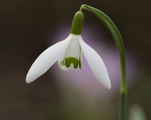 Preview wallpaper snowdrop, flower, petals, leaves, macro, spring