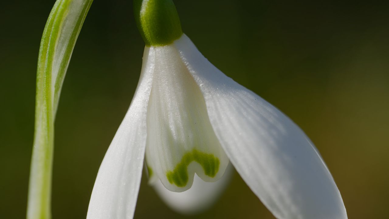 Wallpaper snowdrop, flower, petals, macro, plant