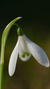 Preview wallpaper snowdrop, flower, petals, macro, plant