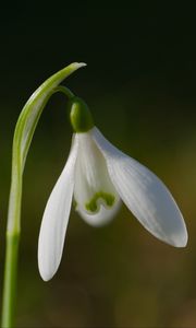 Preview wallpaper snowdrop, flower, petals, macro, plant