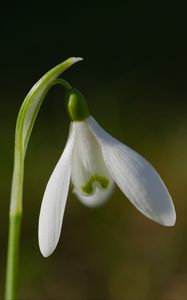 Preview wallpaper snowdrop, flower, petals, macro, plant