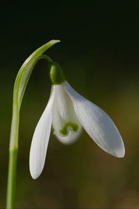 Preview wallpaper snowdrop, flower, petals, macro, plant