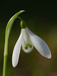 Preview wallpaper snowdrop, flower, petals, macro, plant