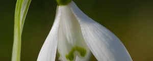 Preview wallpaper snowdrop, flower, petals, macro, plant