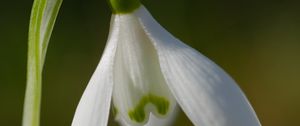 Preview wallpaper snowdrop, flower, petals, macro, plant