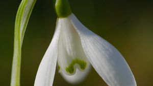 Preview wallpaper snowdrop, flower, petals, macro, plant