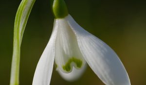 Preview wallpaper snowdrop, flower, petals, macro, plant