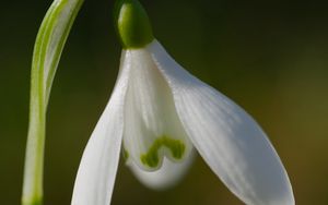 Preview wallpaper snowdrop, flower, petals, macro, plant