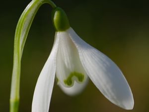 Preview wallpaper snowdrop, flower, petals, macro, plant