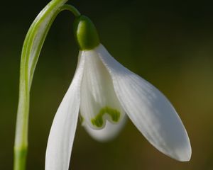 Preview wallpaper snowdrop, flower, petals, macro, plant