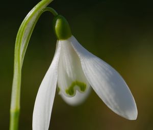 Preview wallpaper snowdrop, flower, petals, macro, plant