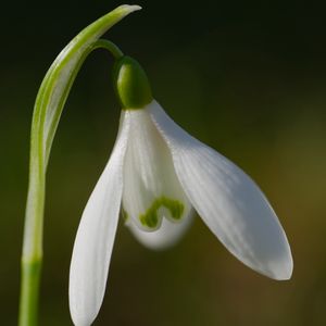 Preview wallpaper snowdrop, flower, petals, macro, plant