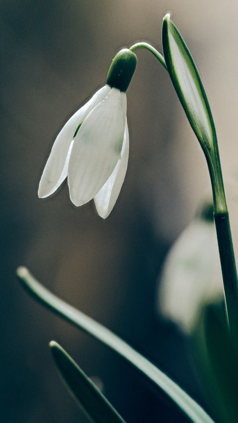 480x854 Wallpaper snowdrop, flower, petals, leaves, macro