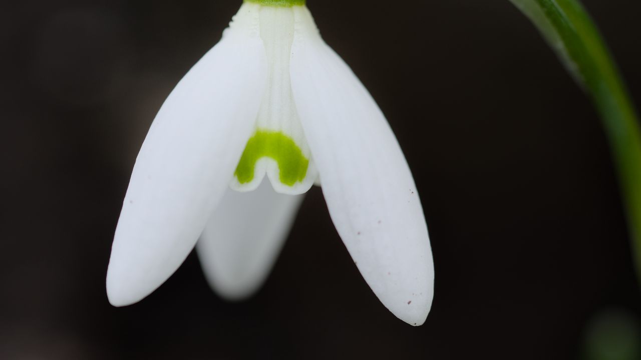 Wallpaper snowdrop, flower, spring, petals, blur, nature