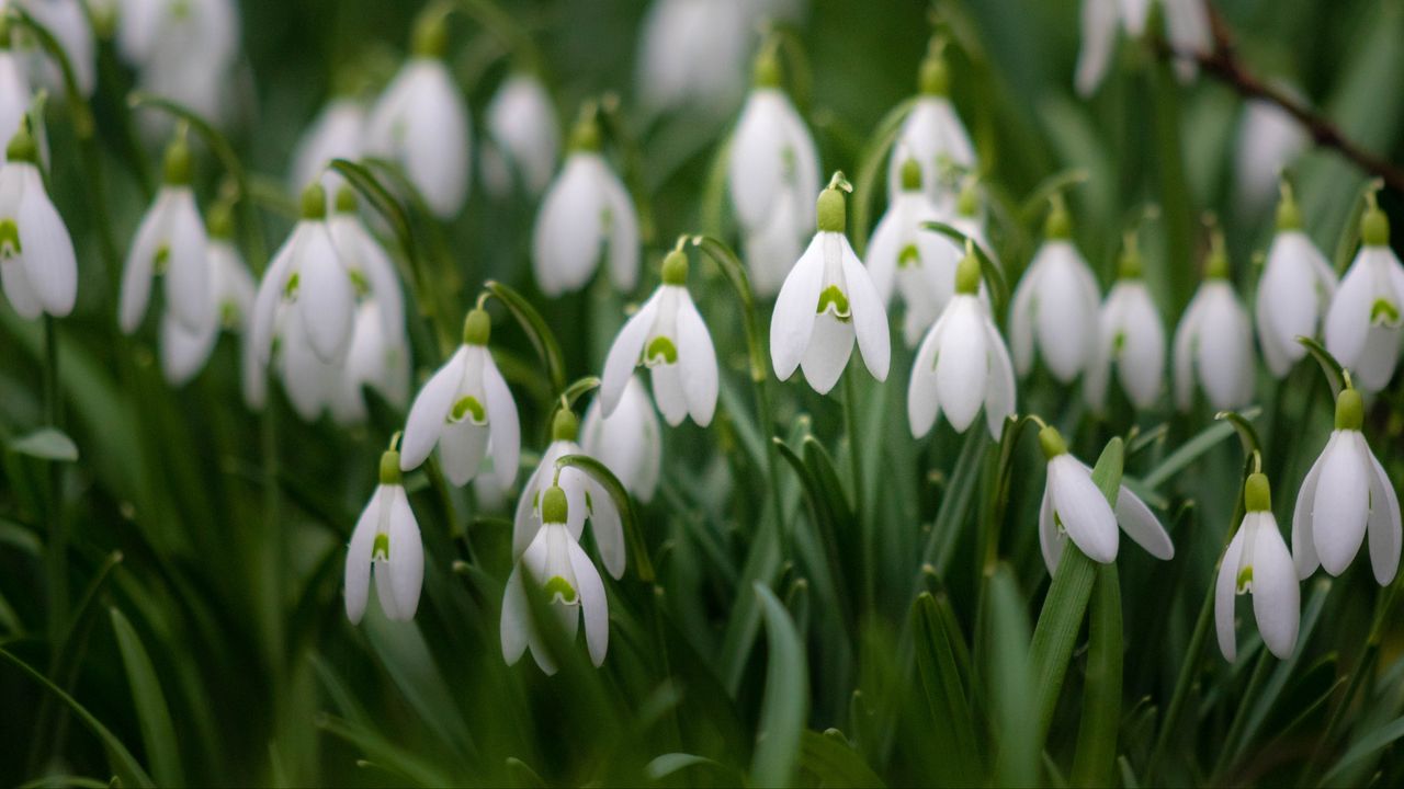 Wallpaper snowdrop, flowers, plant, macro, white