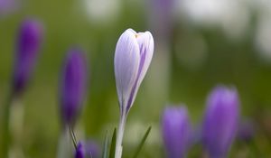 Preview wallpaper snowdrop, glare, grass, leaves