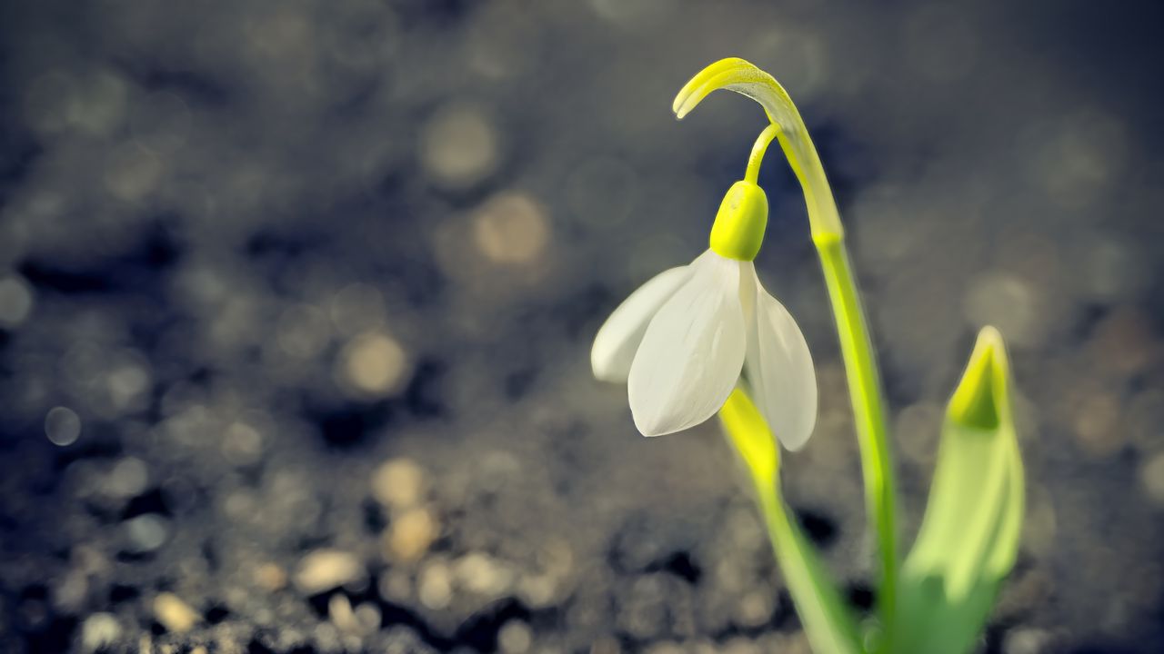 Wallpaper snowdrop, spring, flower, petals, white