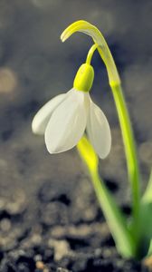 Preview wallpaper snowdrop, spring, flower, petals, white