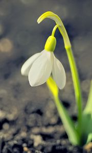 Preview wallpaper snowdrop, spring, flower, petals, white