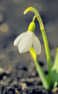 Preview wallpaper snowdrop, spring, flower, petals, white