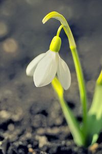 Preview wallpaper snowdrop, spring, flower, petals, white