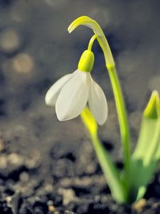 Preview wallpaper snowdrop, spring, flower, petals, white