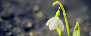 Preview wallpaper snowdrop, spring, flower, petals, white