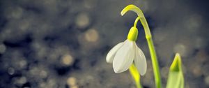 Preview wallpaper snowdrop, spring, flower, petals, white