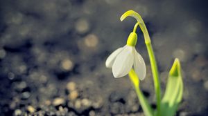 Preview wallpaper snowdrop, spring, flower, petals, white