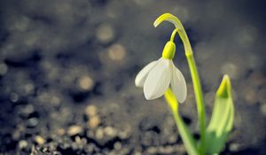 Preview wallpaper snowdrop, spring, flower, petals, white