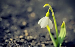 Preview wallpaper snowdrop, spring, flower, petals, white