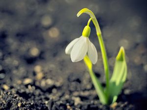 Preview wallpaper snowdrop, spring, flower, petals, white