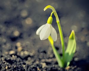 Preview wallpaper snowdrop, spring, flower, petals, white