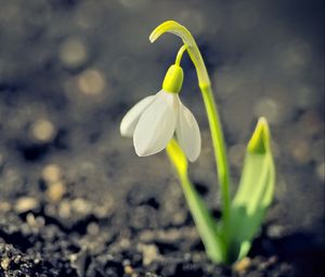 Preview wallpaper snowdrop, spring, flower, petals, white