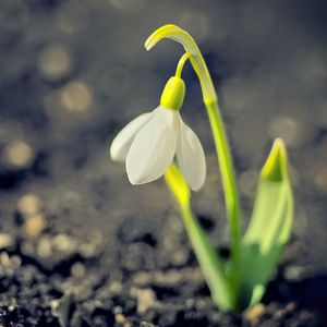 Preview wallpaper snowdrop, spring, flower, petals, white