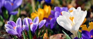 Preview wallpaper snowdrops, colorful, flowers