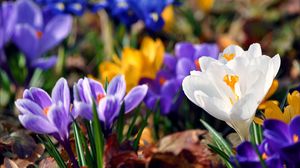 Preview wallpaper snowdrops, colorful, flowers