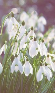 Preview wallpaper snowdrops, flowers, bright