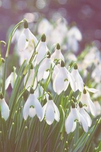 Preview wallpaper snowdrops, flowers, bright