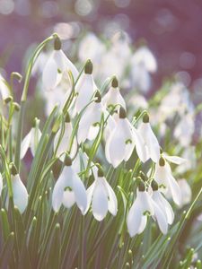 Preview wallpaper snowdrops, flowers, bright