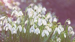 Preview wallpaper snowdrops, flowers, bright