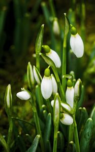 Preview wallpaper snowdrops, flowers, buds, white, macro