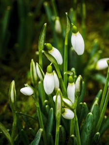 Preview wallpaper snowdrops, flowers, buds, white, macro