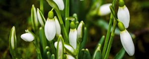 Preview wallpaper snowdrops, flowers, buds, white, macro