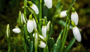 Preview wallpaper snowdrops, flowers, buds, white, macro